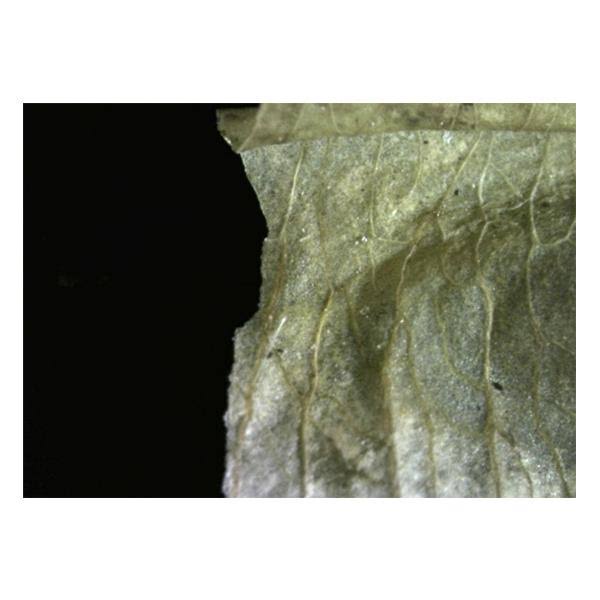 HDMI Digital Microscope R4878