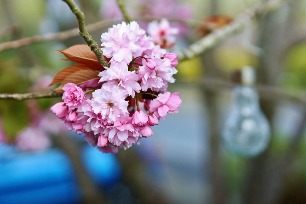 85mm F1.4 Full Frame Lens G7514