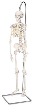 Anatomical Model - Mini Skeleton on Hanging Stand U122254
