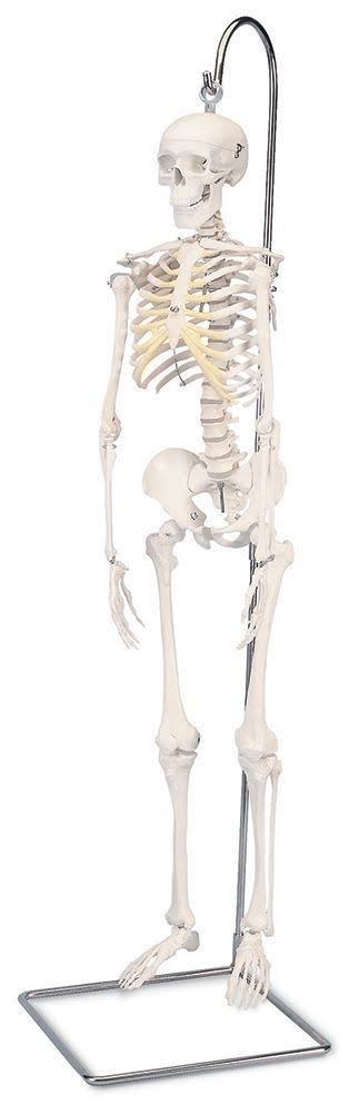 Anatomical Model - Mini Skeleton on Hanging Stand U122254